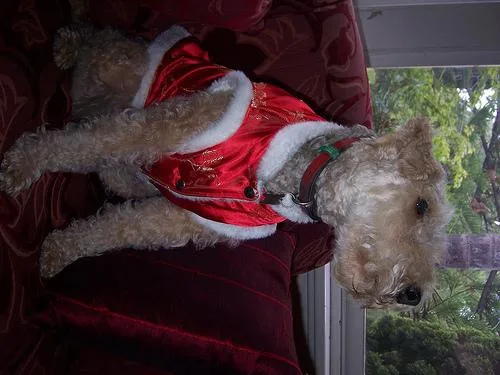 Lakeland Terrier #70, a Mixed Breed in the PetMatch pool