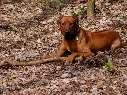 Rhodesian Ridgeback #48, a Rhodesian Ridgeback in the PetMatch pool