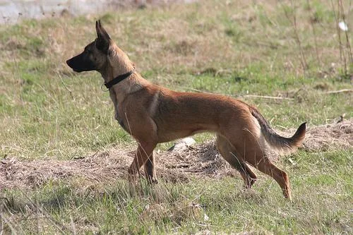 Malinois #120, a Belgian Malinois in the PetMatch pool