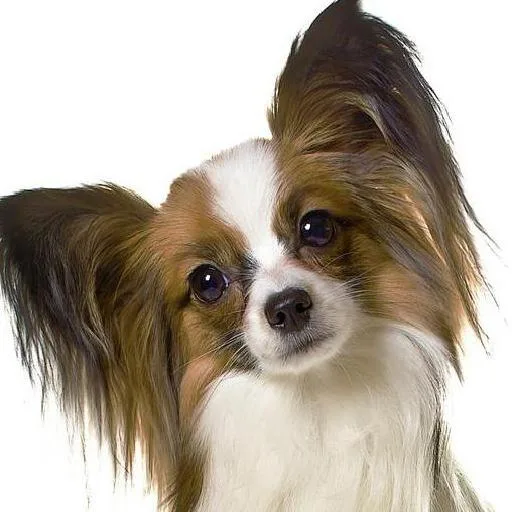 Mixed #2082, a Papillon in the PetMatch pool