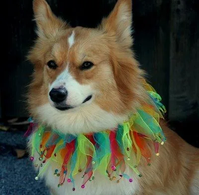 Pembroke #96, a Pembroke Welsh Corgi in the PetMatch pool
