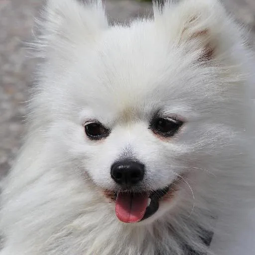 Mixed #2112, a Pomeranian in the PetMatch pool