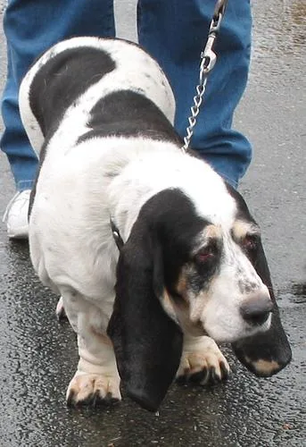 Basset #111, a Basset Hound in the PetMatch pool