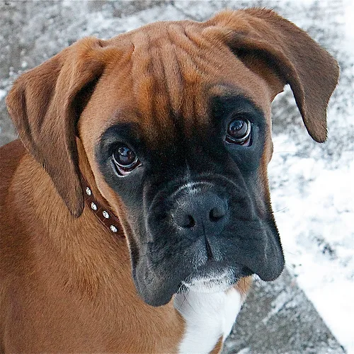 boxer #64, a Boxer in the PetMatch pool
