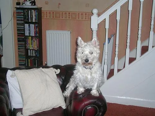 West Highland White Terrier #1, a West Highland White Terrier in the PetMatch pool