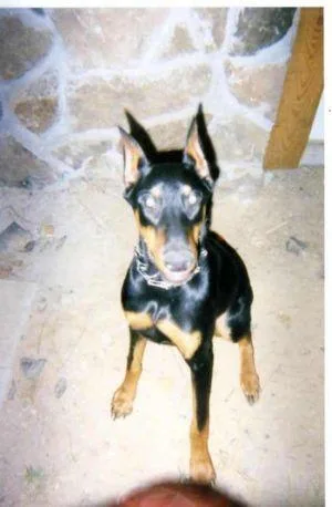 Doberman #56, a Doberman Pinscher in the PetMatch pool