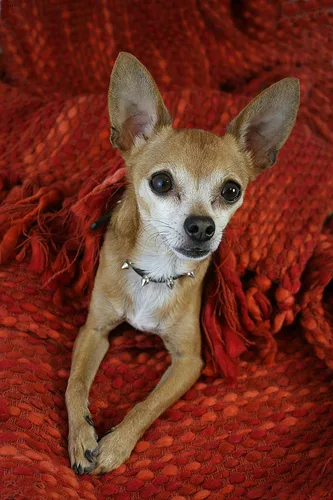 chihuahua #66, a Chihuahua in the PetMatch pool