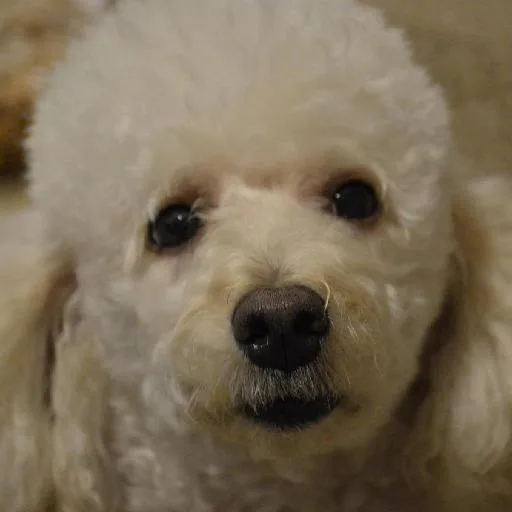 Mixed #2959, a Poodle in the PetMatch pool