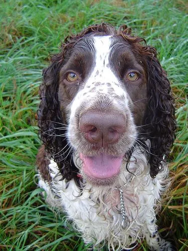 English Springer #6, a English Springer Spaniel in the PetMatch pool