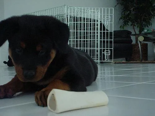Rottweiler #77, a Rottweiler in the PetMatch pool