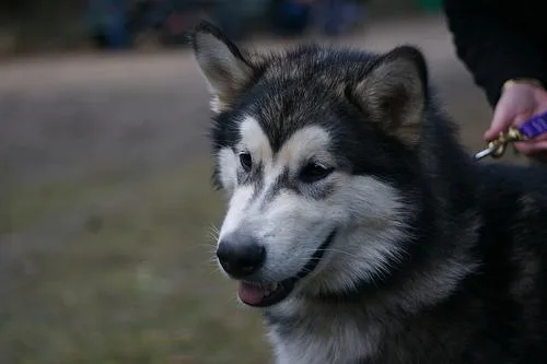 Malamute #78, a Alaskan Malamute in the PetMatch pool