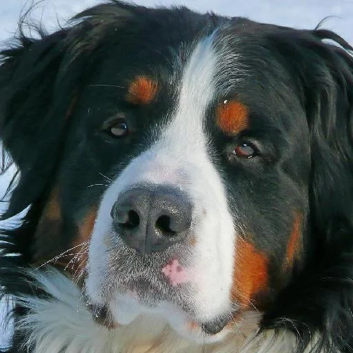 Mixed #4007, a Bernese Mountain Dog in the PetMatch pool
