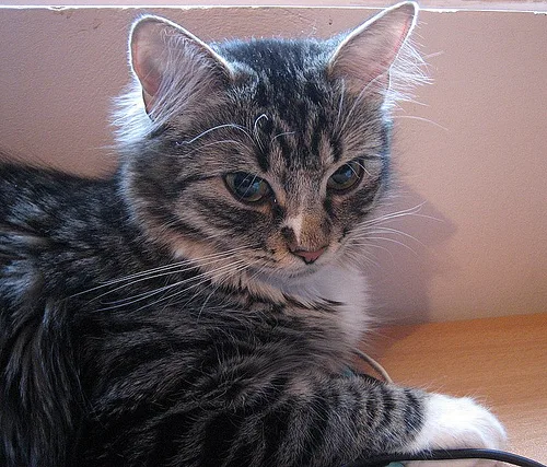 Mixed #13457, a Domestic Shorthair in the PetMatch pool