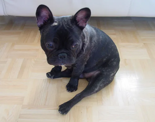 French Bulldog #68, a French Bulldog in the PetMatch pool
