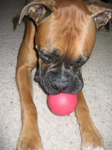 Boxer #50, a Boxer in the PetMatch pool