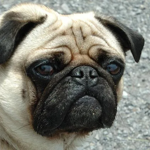 Mixed #4758, a Pug in the PetMatch pool
