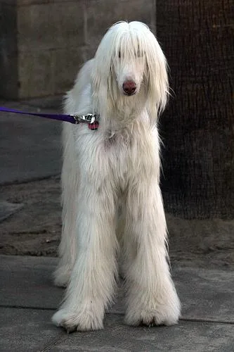 Afghan Hound #44, a Afghan Hound in the PetMatch pool