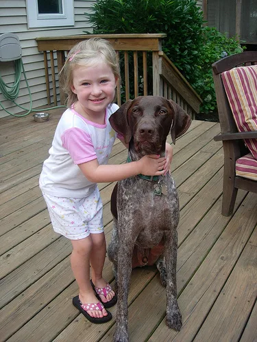 german shorthaired #178, a German Shorthaired Pointer in the PetMatch pool