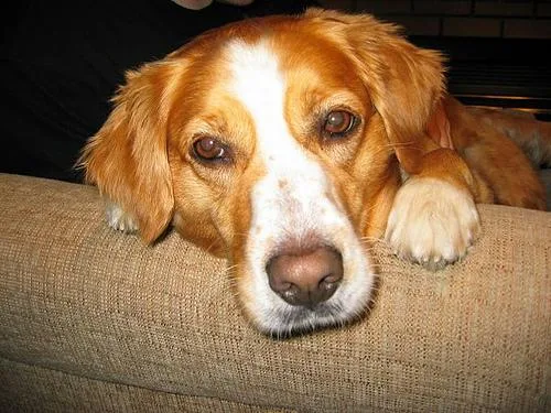 Brittany Spaniel #38, a Brittany in the PetMatch pool