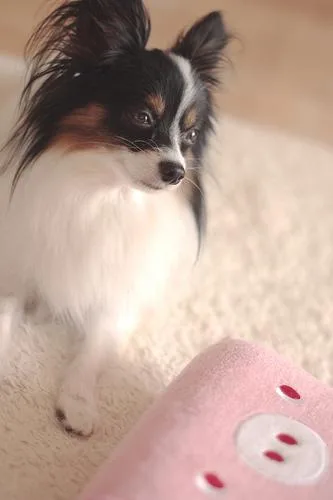 Papillon #36, a Papillon in the PetMatch pool