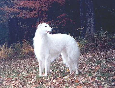 Borzoi #96, a Borzoi in the PetMatch pool