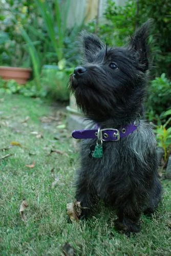 Cairn #119, a Cairn Terrier in the PetMatch pool