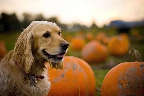 Cocker Spaniel #71, a Cocker Spaniel in the PetMatch pool