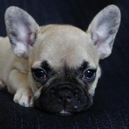 Mixed #4424, a French Bulldog in the PetMatch pool