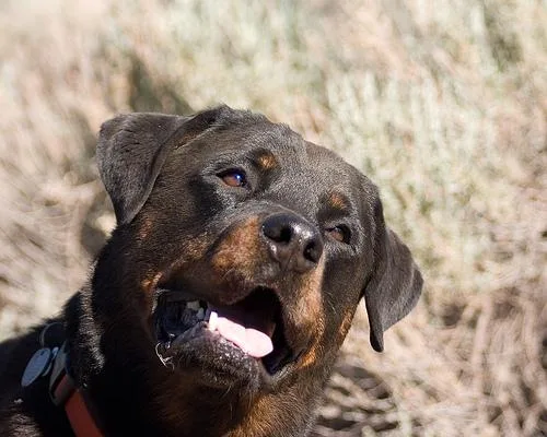 Rottweiler #44, a Rottweiler in the PetMatch pool