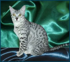 Egyptian Mau #125, a Egyptian Mau in the PetMatch pool
