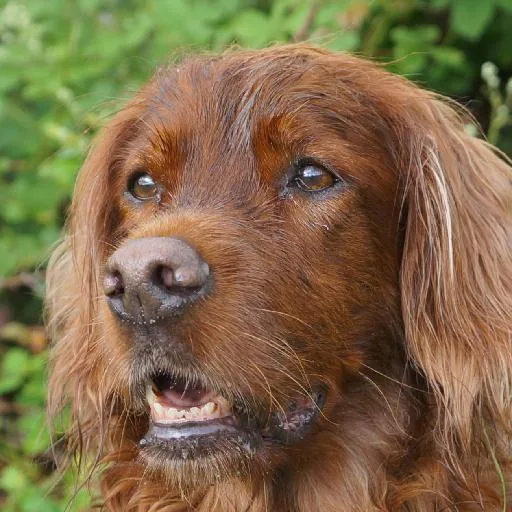 Mixed #4868, a Irish Setter in the PetMatch pool