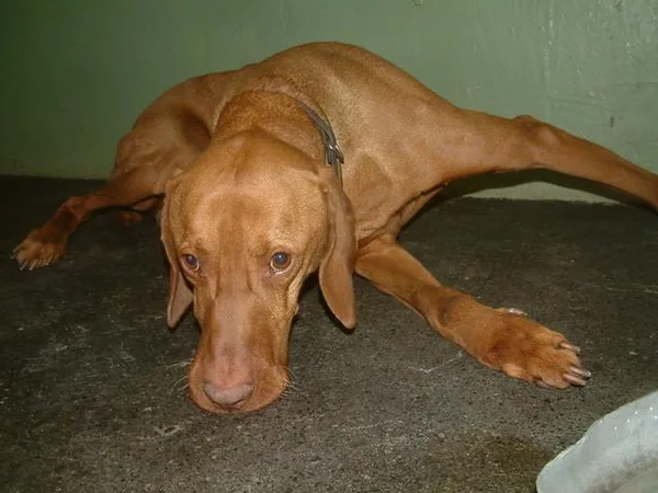 Vizsla #108, a Vizsla in the PetMatch pool