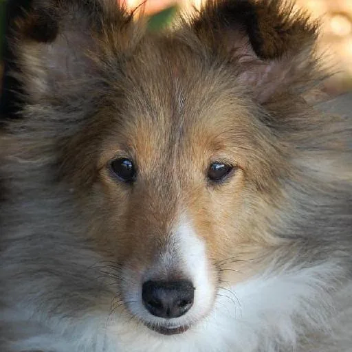 Mixed #4979, a Shetland Sheepdog in the PetMatch pool