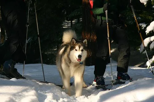 Malamute #72, a Alaskan Malamute in the PetMatch pool