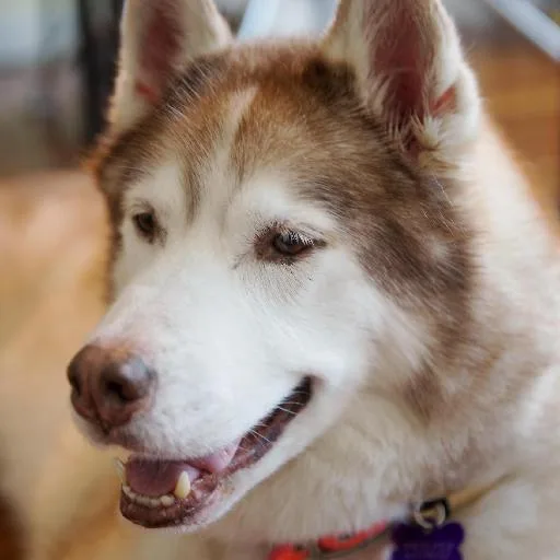 Mixed #91, a Siberian Husky in the PetMatch pool