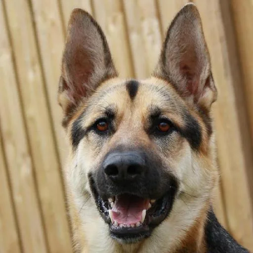 Mixed #2166, a German Shepherd in the PetMatch pool