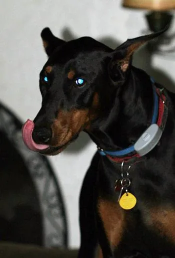 Doberman #108, a Doberman Pinscher in the PetMatch pool