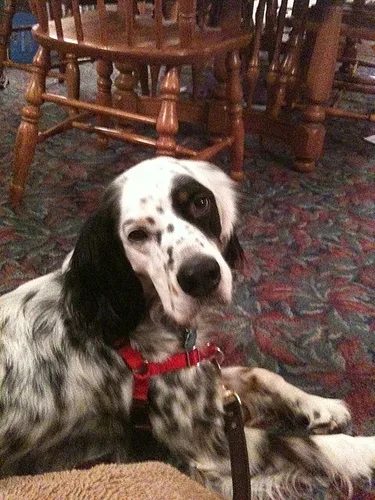 english setter #30, a English Setter in the PetMatch pool