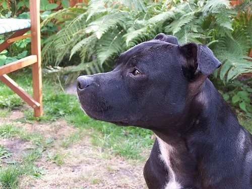 staffordshire bull terrier #123, a Staffordshire Bull Terrier in the PetMatch pool