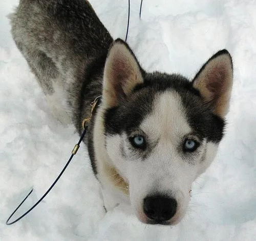 Siberian Husky #14, a Siberian Husky in the PetMatch pool