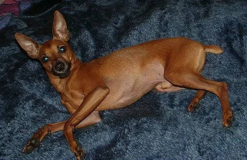 Miniature Pinscher #10, a Miniature Pinscher in the PetMatch pool