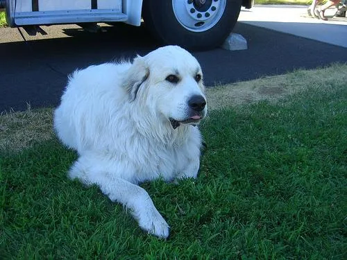 Great Pyrenees #65, a Great Pyrenees in the PetMatch pool