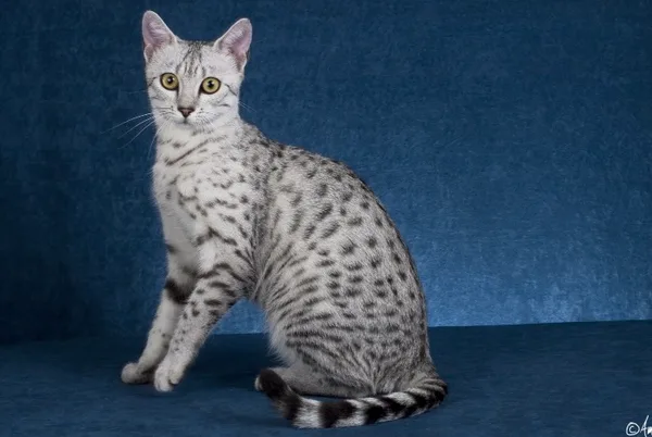 Egyptian Mau #160, a Egyptian Mau in the PetMatch pool