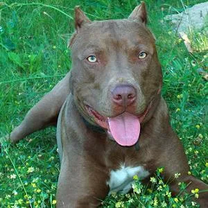 American Staffordshire Terrier #76, a American Staffordshire Terrier in the PetMatch pool