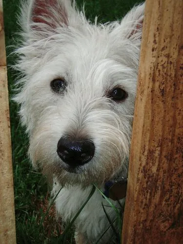 West Highland White Terrier #37, a West Highland White Terrier in the PetMatch pool