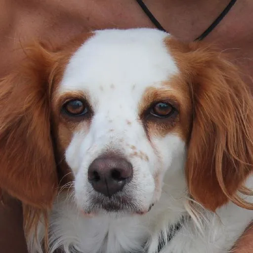 Mixed #5344, a Brittany in the PetMatch pool