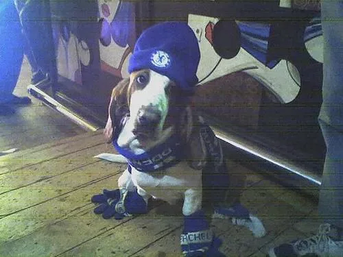 Basset #51, a Basset Hound in the PetMatch pool