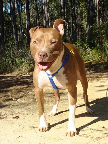 american pit bull terrier #75, a American Staffordshire Terrier in the PetMatch pool