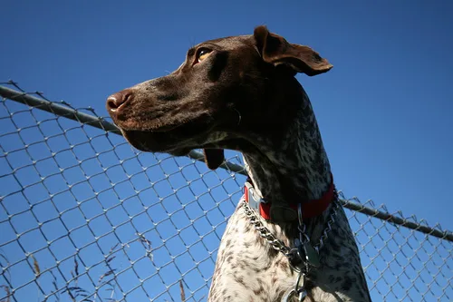 german shorthaired #193, a German Shorthaired Pointer in the PetMatch pool