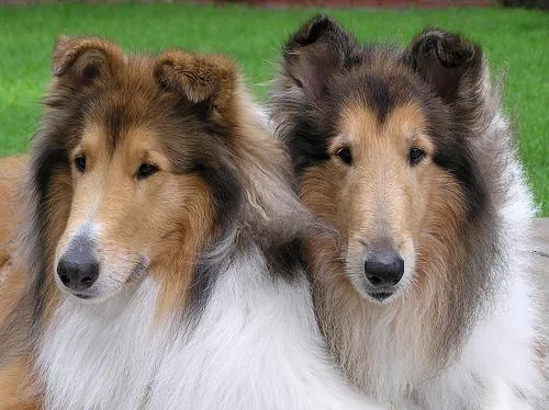 Collie #65, a Collie in the PetMatch pool